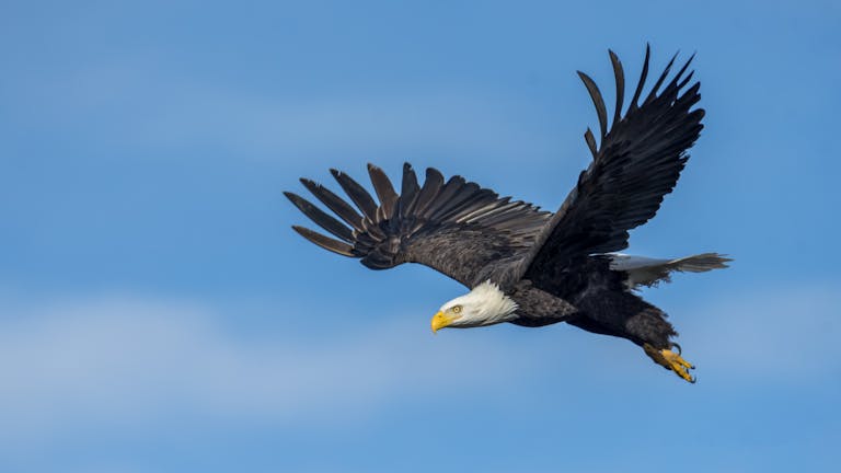 Grieving Infertility - A stunning photograph of a bald eagle soaring gracefully with wings spread wide against a clear blue sky.
